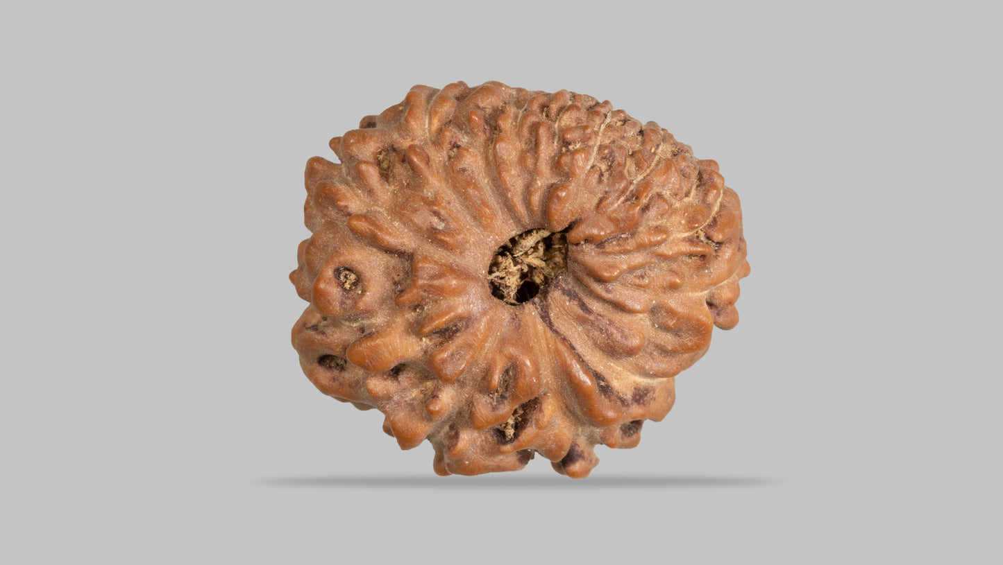12 MUKHI RUDRAKSHA (17.41 mm)