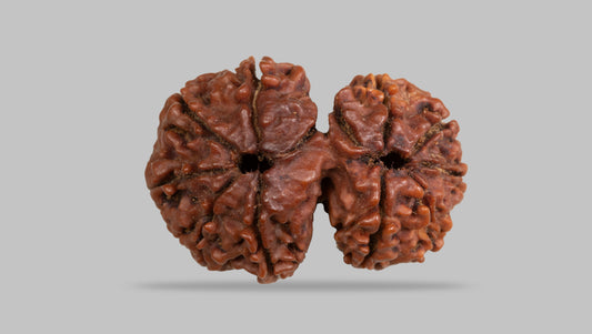 12 MUKHI GAURI SHANKAR RUDRAKSHA (28.38 mm)