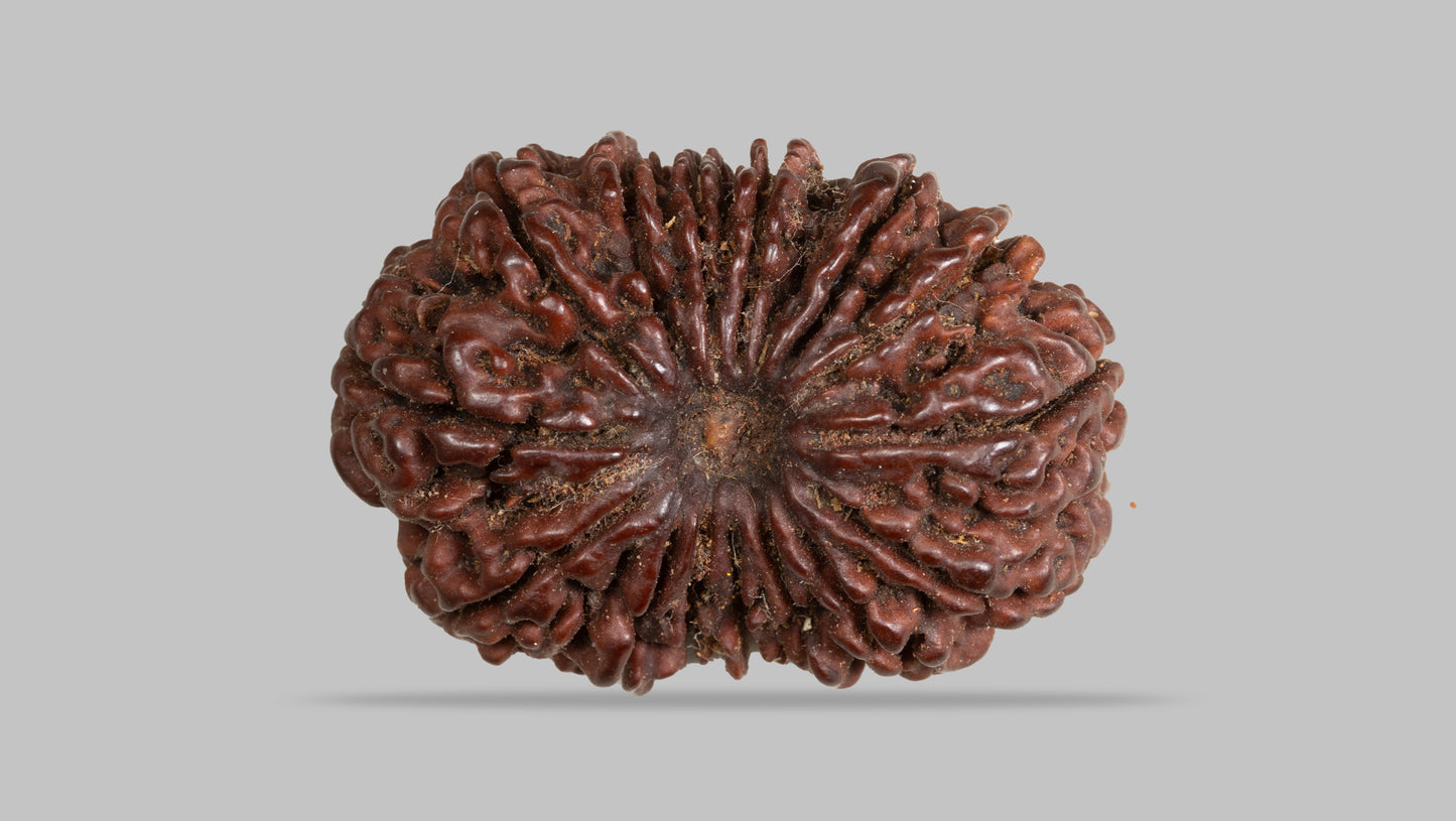 15 MUKHI RUDRAKSHA (32.17 mm )