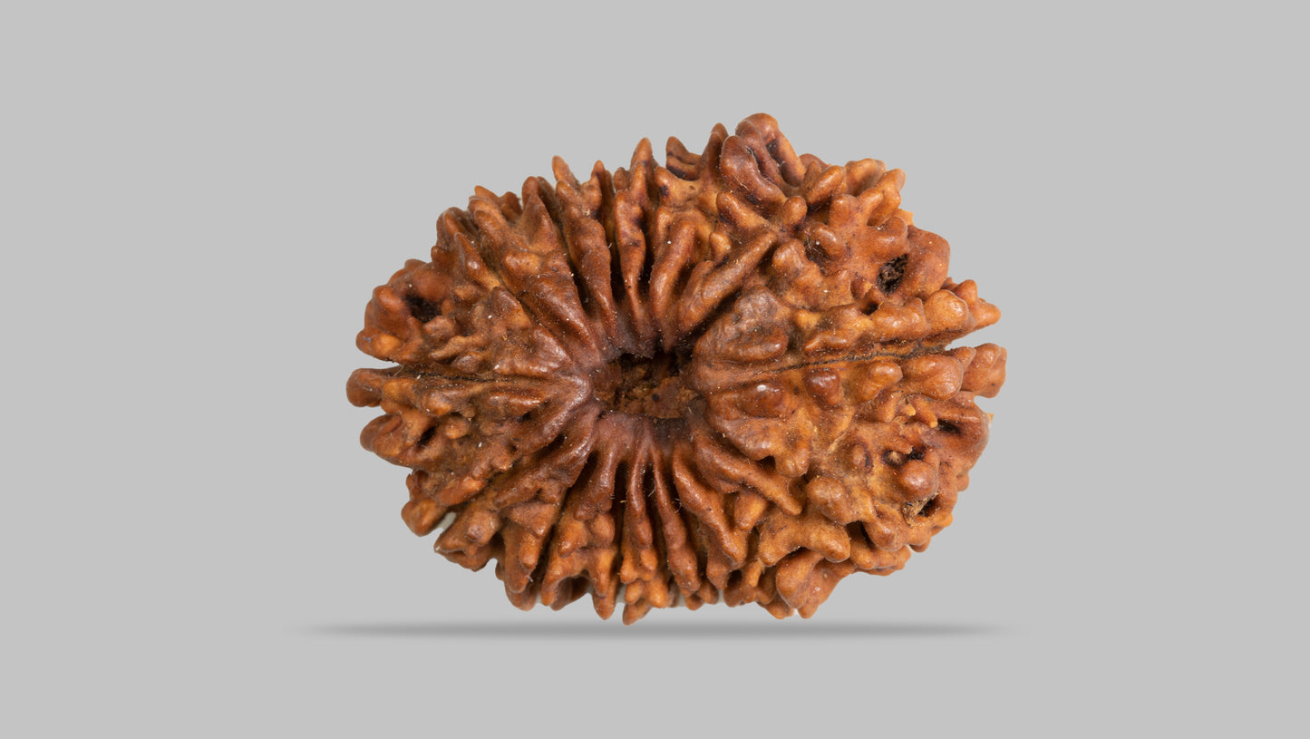 15 MUKHI RUDRAKSHA (29.93 mm )