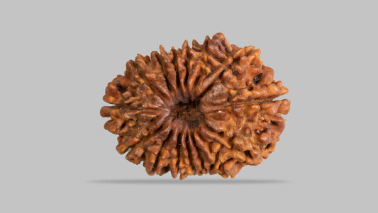 15 MUKHI RUDRAKSHA (29.93 mm )