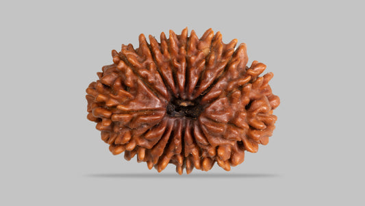 15 MUKHI RUDRAKSHA ( 26.26 mm )
