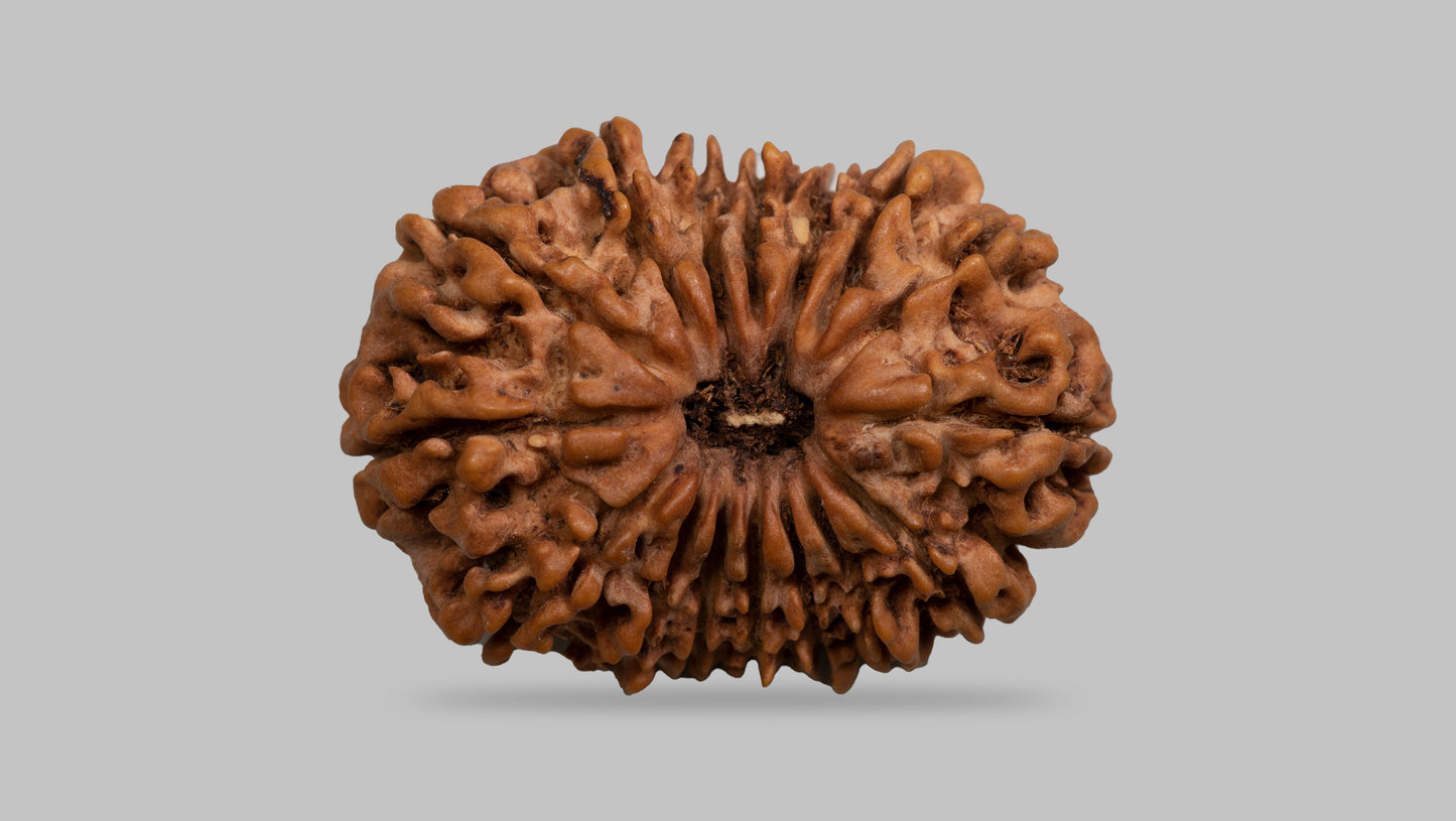 16 MUKHI RUDRAKSHA (25.99 mm)