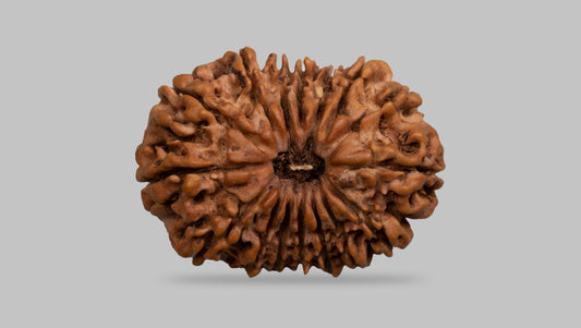 16 MUKHI RUDRAKSHA (25.99 mm)