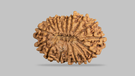 16 MUKHI RUDRAKSHA (31.35  mm)