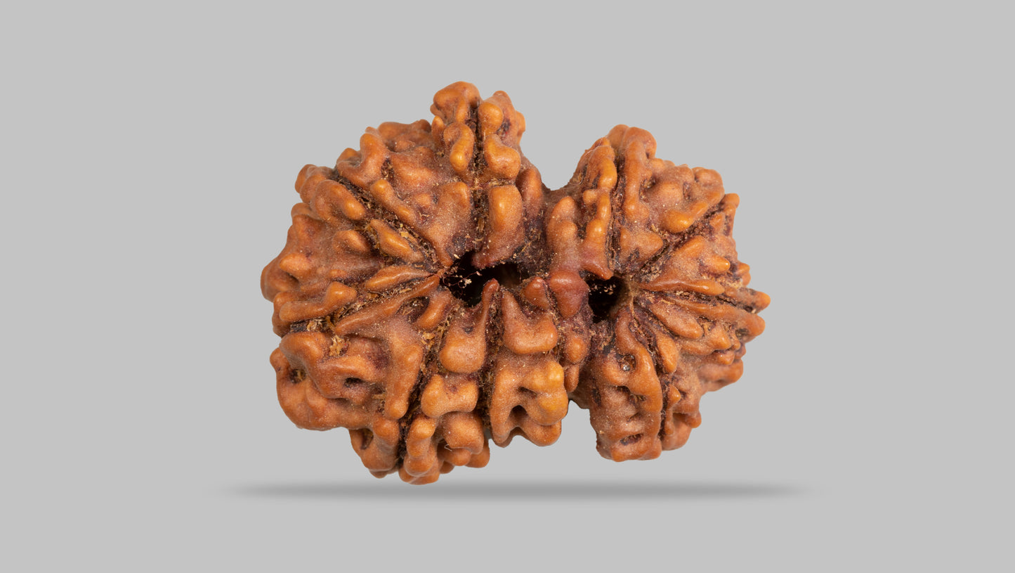 10 MUKHI GAURI SHANKAR RUDRAKSHA (27.42 mm)