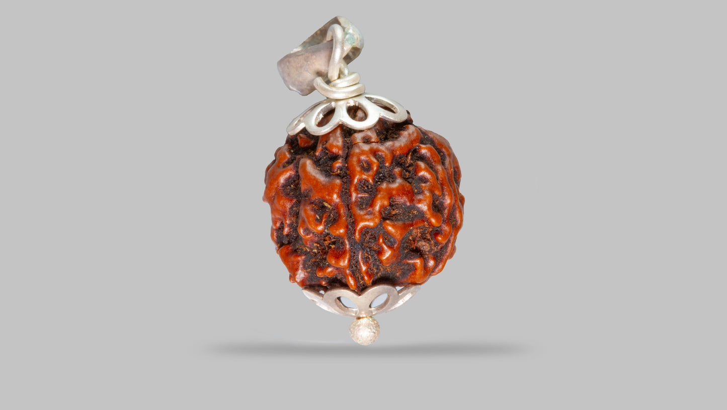 4 MUKHI RUDRAKSHA (20.23 mm)