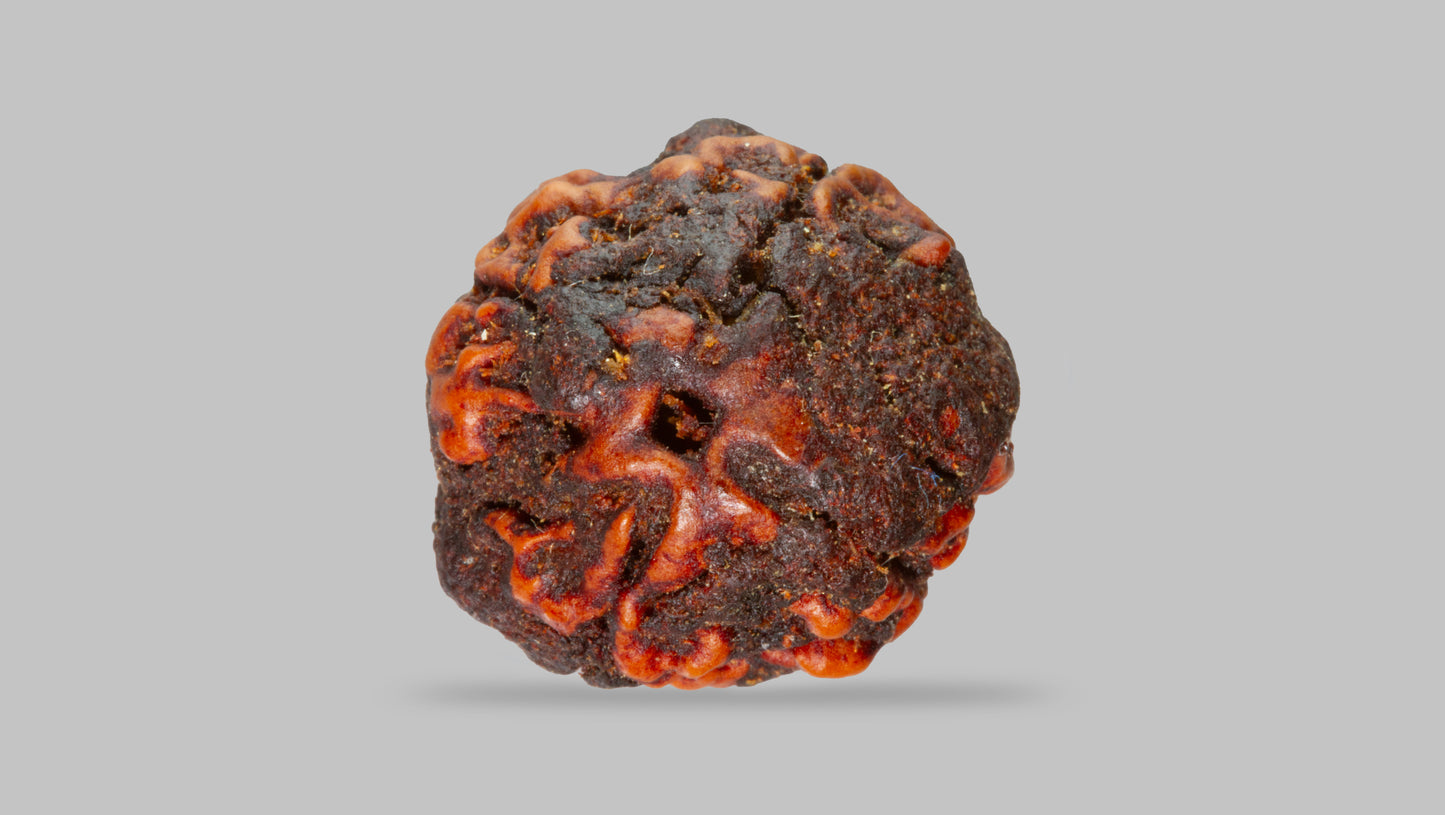 4 MUKHI RUDRAKSHA (17.11 mm)