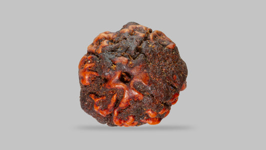 4 MUKHI RUDRAKSHA (17.11 mm)