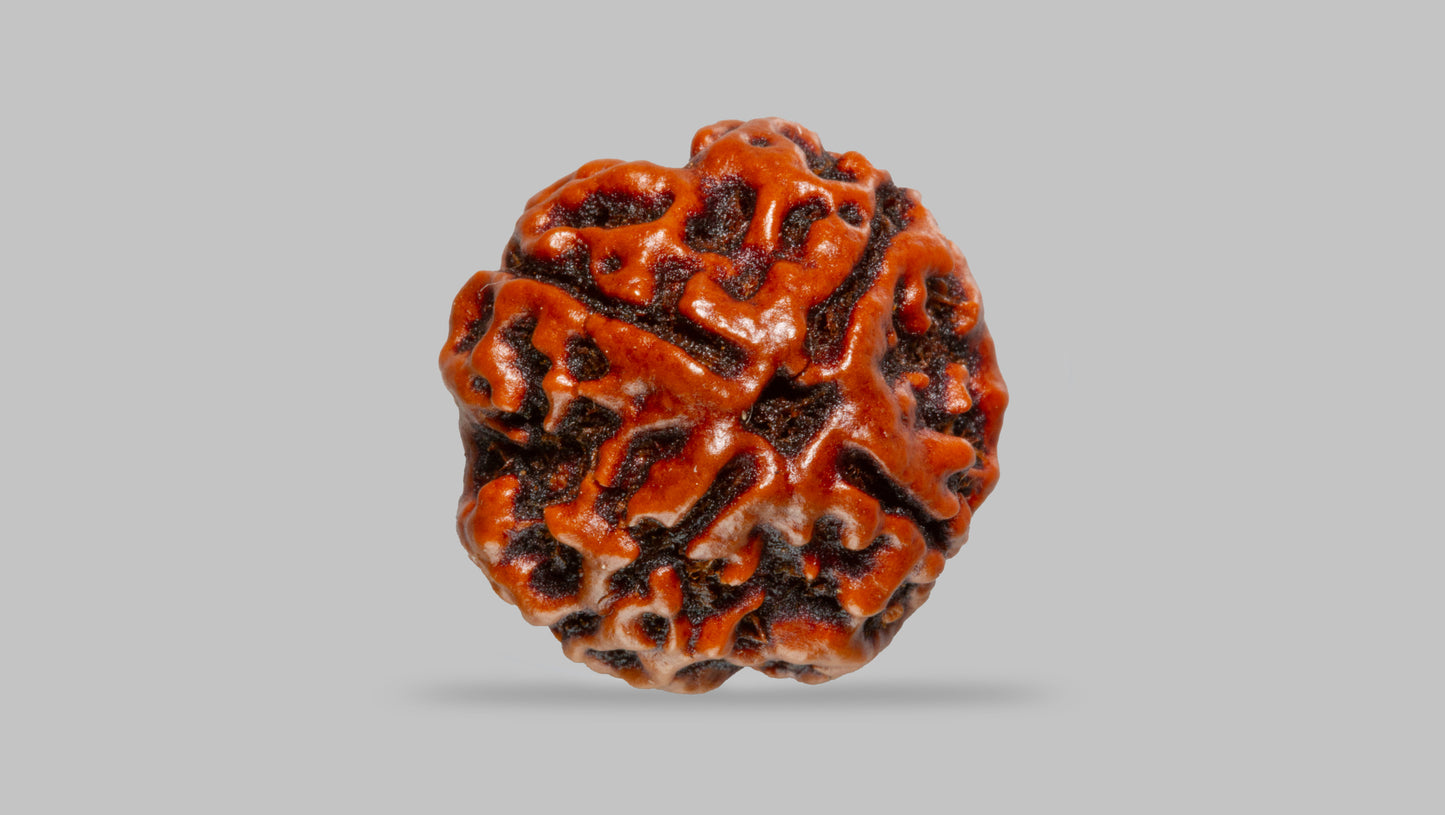4 MUKHI RUDRAKSHA (17.94 mm)