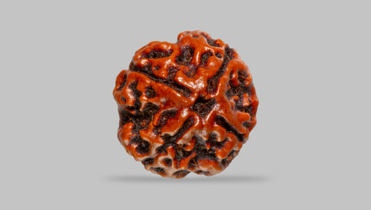 4 MUKHI RUDRAKSHA (17.94 mm)