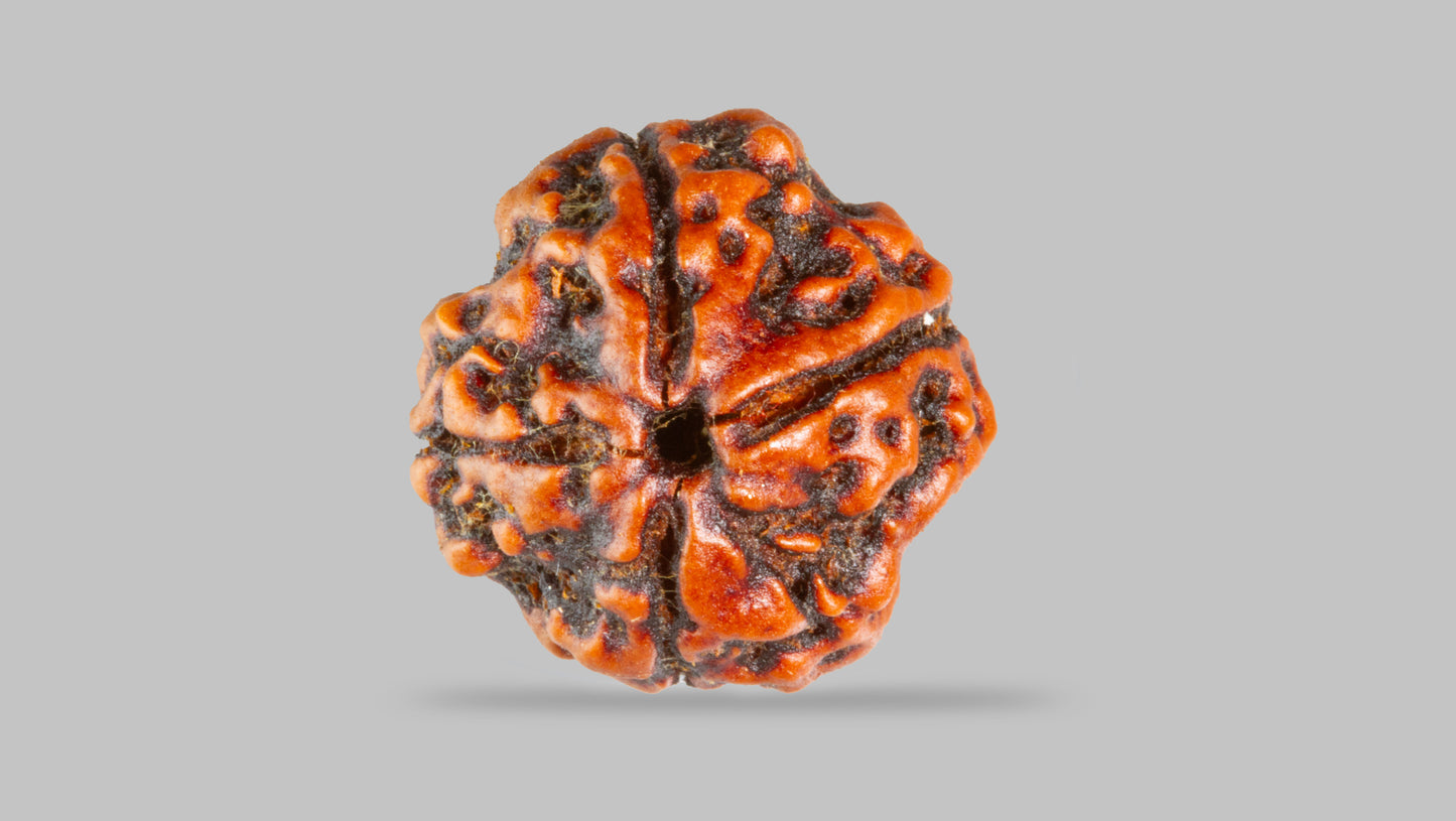 4 MUKHI RUDRAKSHA (17.30 mm)