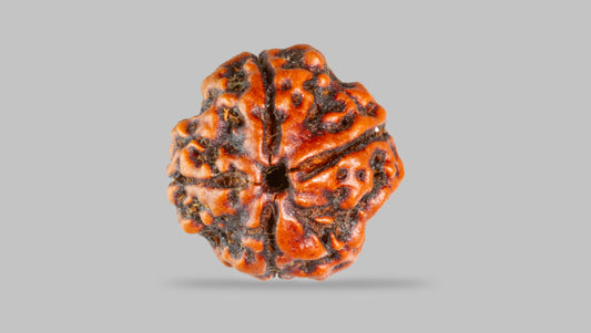 4 MUKHI RUDRAKSHA (17.30 mm)