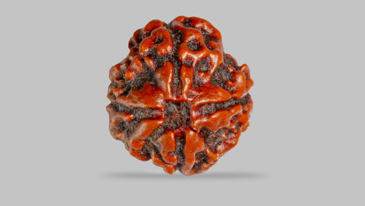 4 MUKHI RUDRAKSHA (16.81 mm)