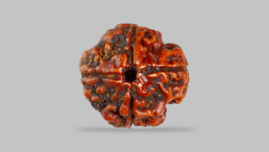 4 MUKHI RUDRAKSHA (17.83 mm)