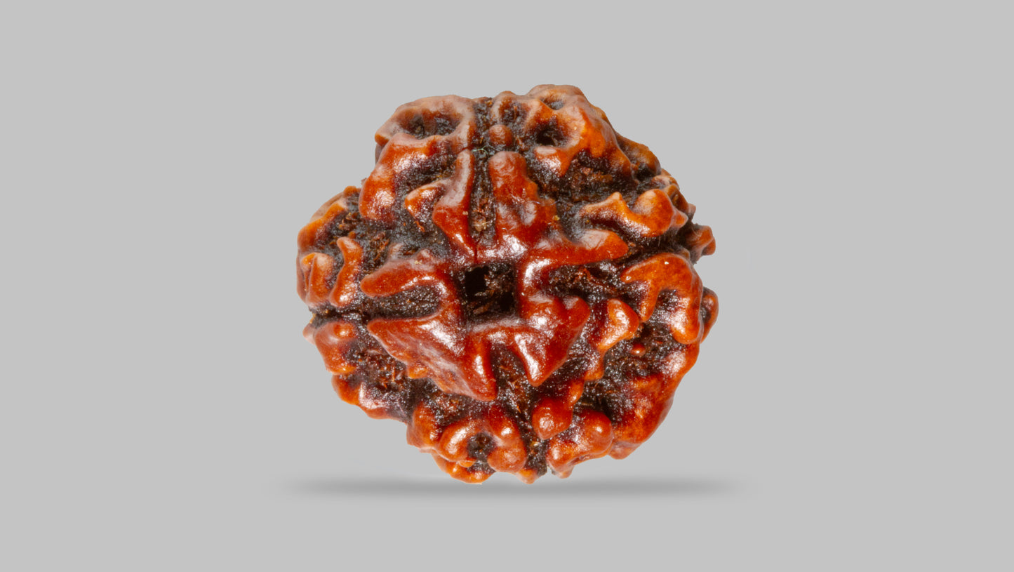 4 MUKHI RUDRAKSHA (18.19 mm)
