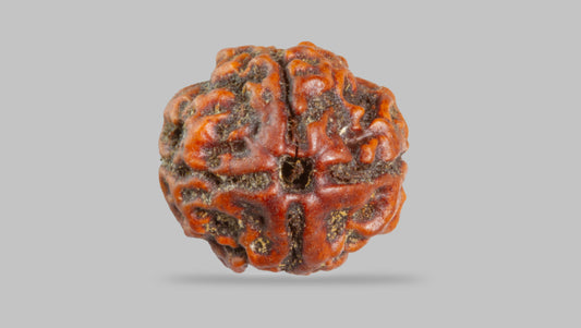 4 MUKHI RUDRAKSHA (17.95 mm)
