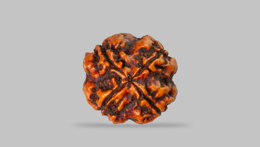 4 MUKHI RUDRAKSHA (17.67 mm)