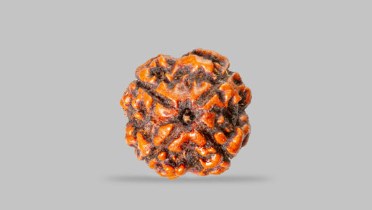 4 MUKHI RUDRAKSHA (17.47 mm)