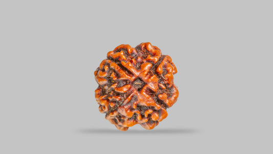 4 MUKHI RUDRAKSHA (18.92 mm)