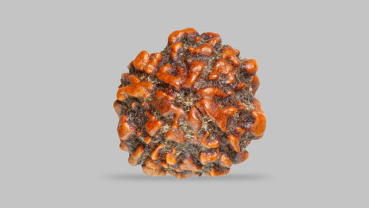 4 MUKHI RUDRAKSHA (17.80 mm)
