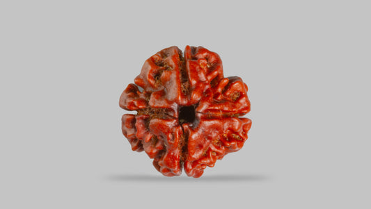 4 MUKHI RUDRAKSHA (19.71 mm)