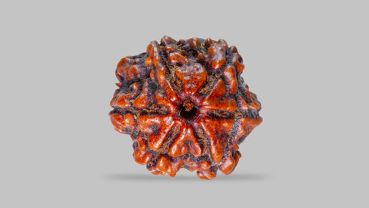 6 MUKHI RUDRAKSHA ( 21.21 mm )