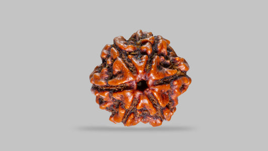 6 MUKHI RUDRAKSHA (20.70 mm )