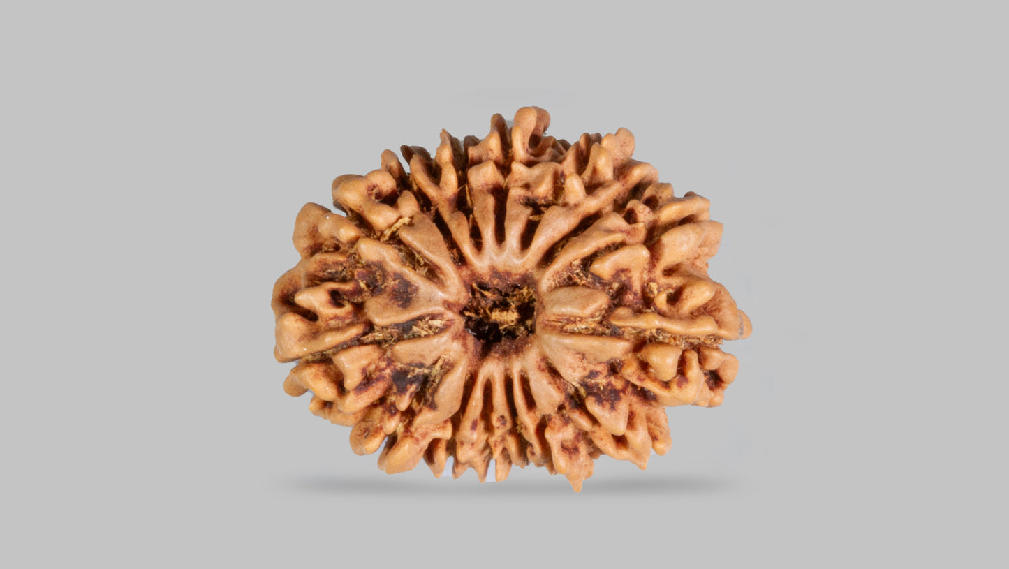 15 MUKHI RUDRAKSHA (24.59 mm)