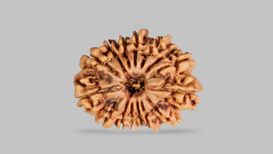 15 MUKHI RUDRAKSHA (24.59 mm)