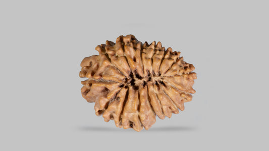 15 MUKHI RUDRAKSHA ( 23.77 mm)