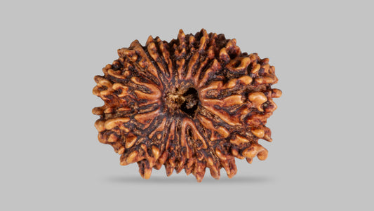 16 MUKHI RUDRAKSHA (26.68 mm)