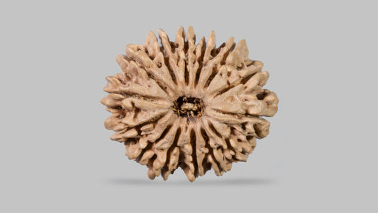 14 MUKHI RUDRAKSHA (29.30 mm)