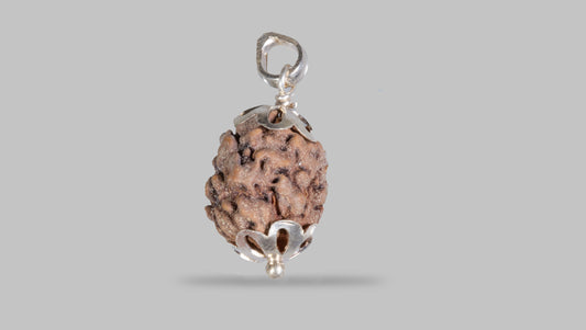 2 MUKHI RUDRAKSHA (19.30 mm)