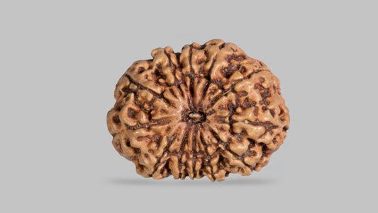 12 MUKHI RUDRAKSHA (24.89 mm)