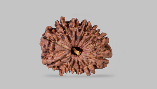 12 MUKHI RUDRAKSHA (22.98 mm)