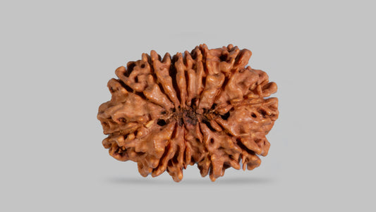 12 MUKHI RUDRAKSHA (26.08 mm)