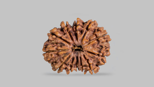 12 MUKHI RUDRAKSHA (28.63 mm)