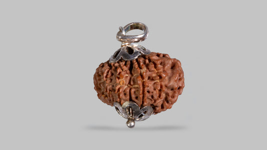 12 MUKHI RUDRAKSHA (24.77 mm)