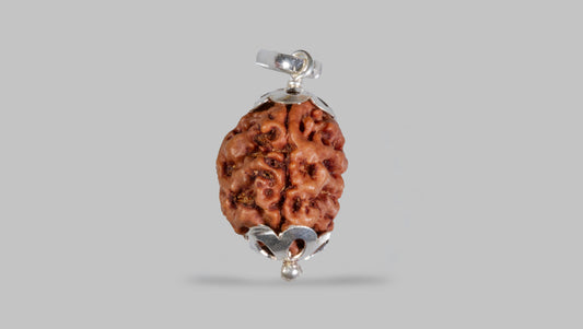 3 MUKHI RUDRAKSHA (21.22 mm)