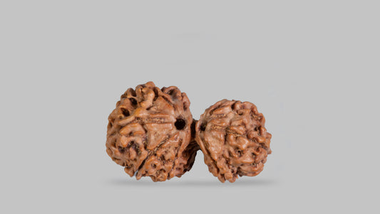 8 MUKHI GAURI SHANKAR RUDRAKSHA (31.06 mm)