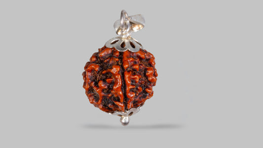 6 MUKHI RUDRAKSHA (22.03 mm)