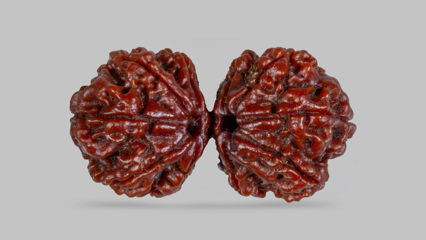 10 MUKHI RUDRAKSHA GAURI SHANKAR  (34.85 mm)