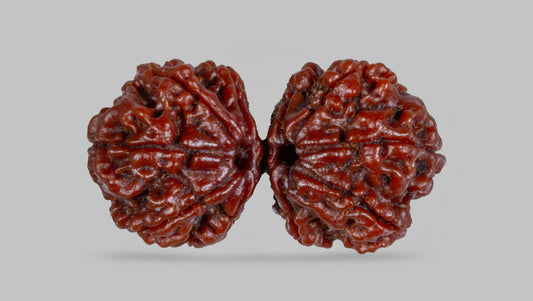 10 MUKHI RUDRAKSHA GAURI SHANKAR  (34.85 mm)