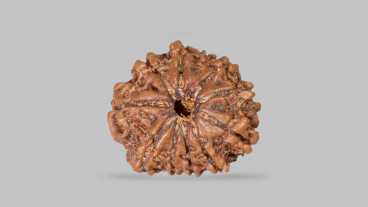 10 MUKHI RUDRAKSHA (22.12 mm)