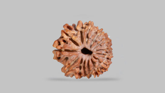 14 MUKHI RUDRAKSHA (19.48 mm)