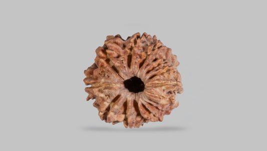 14 MUKHI RUDRAKSHA (20.96 mm)