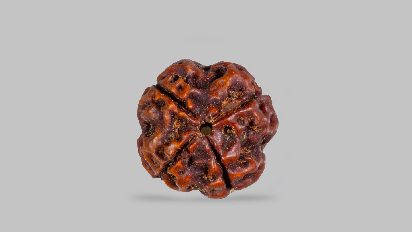 4 MUKHI RUDRAKSHA (17.05 mm)