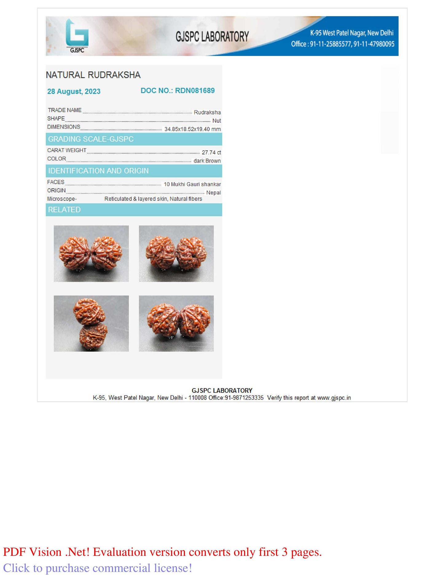 10 MUKHI RUDRAKSHA GAURI SHANKAR  (34.85 mm)