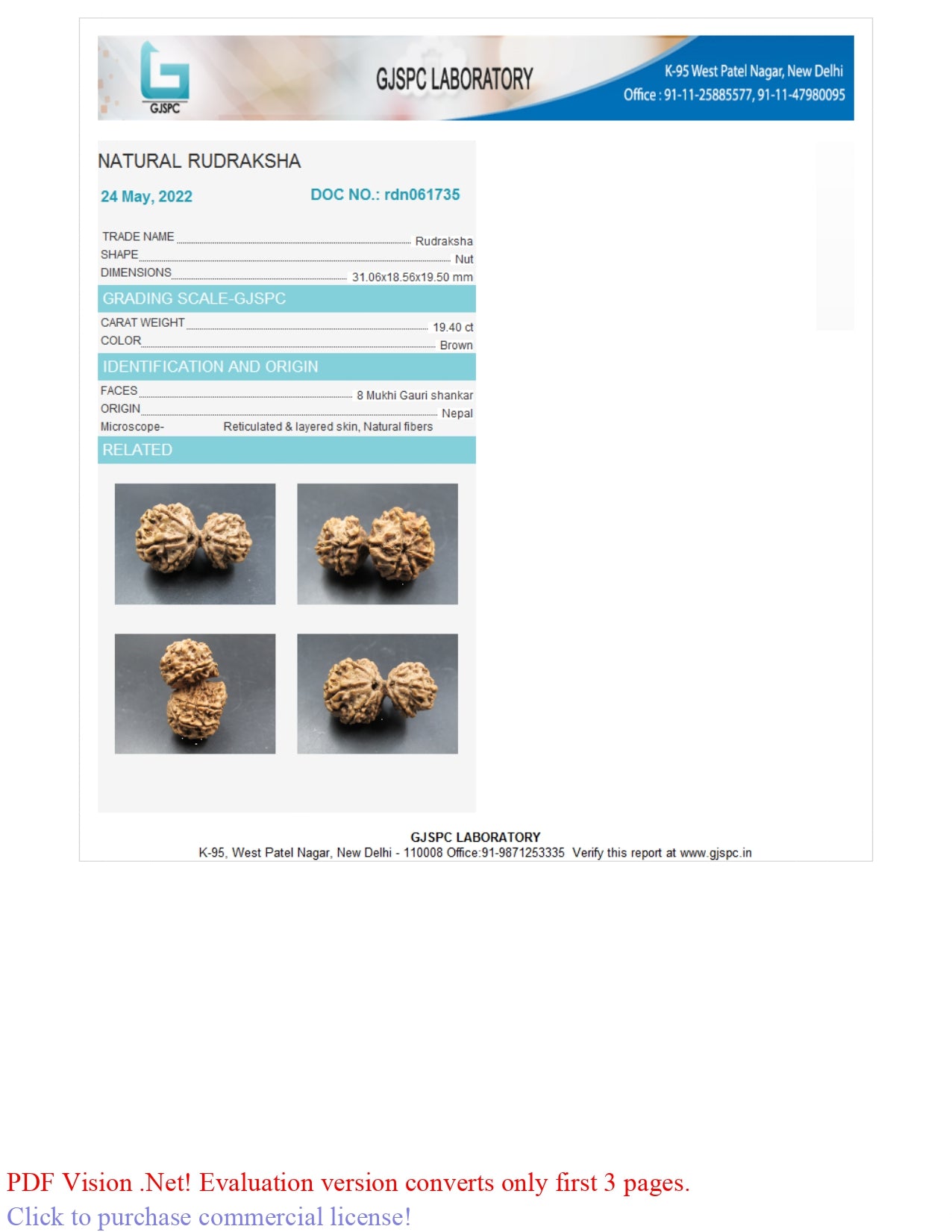 8 MUKHI GAURI SHANKAR RUDRAKSHA (31.06 mm)